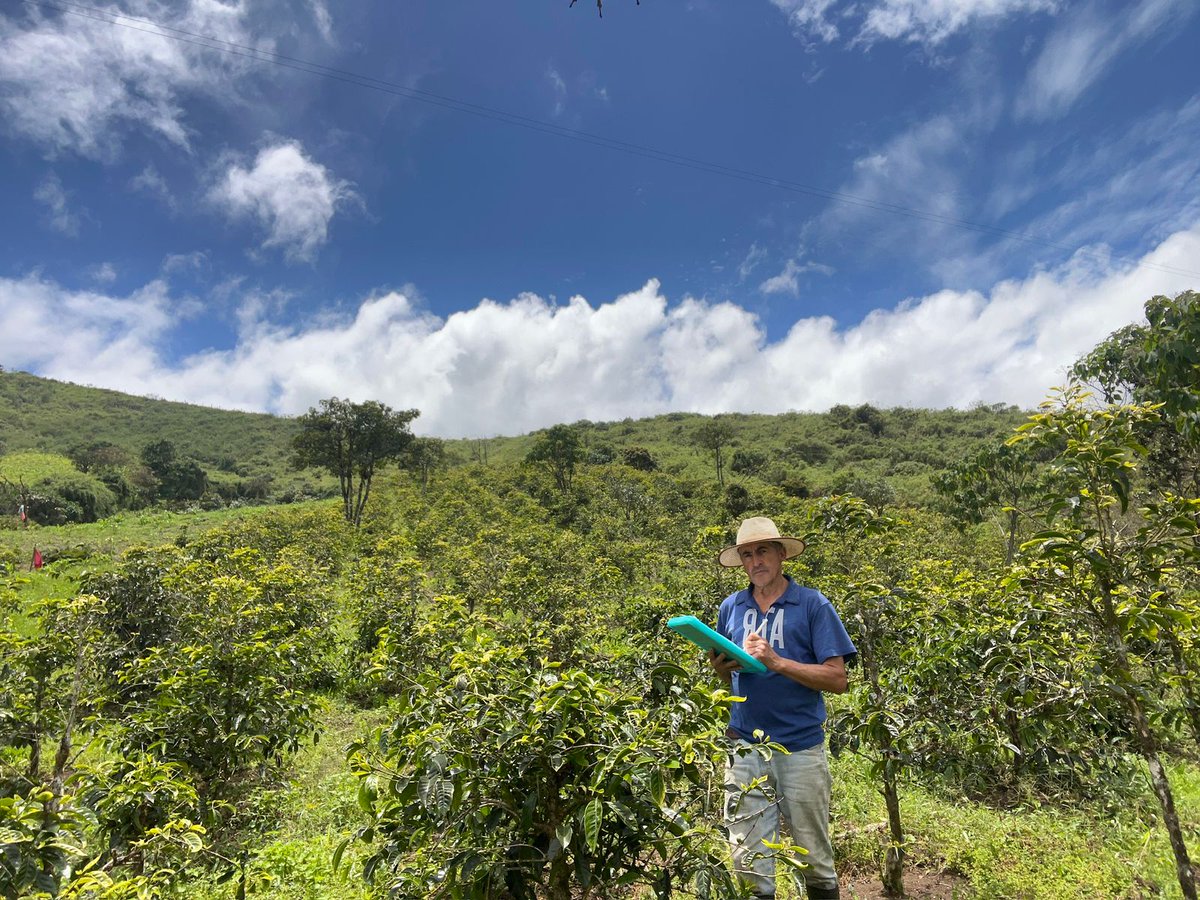 Agricultura_CZ6's tweet image. #Azuay | ☕🌱 Realizamos seguimiento y verificación del correcto uso del crédito 7x7 en 1 ha de cultivo de café nacional mejorado, en el sector Cebadillas, cantón #SantaIsabel.  

#ElNuevoEcuador
