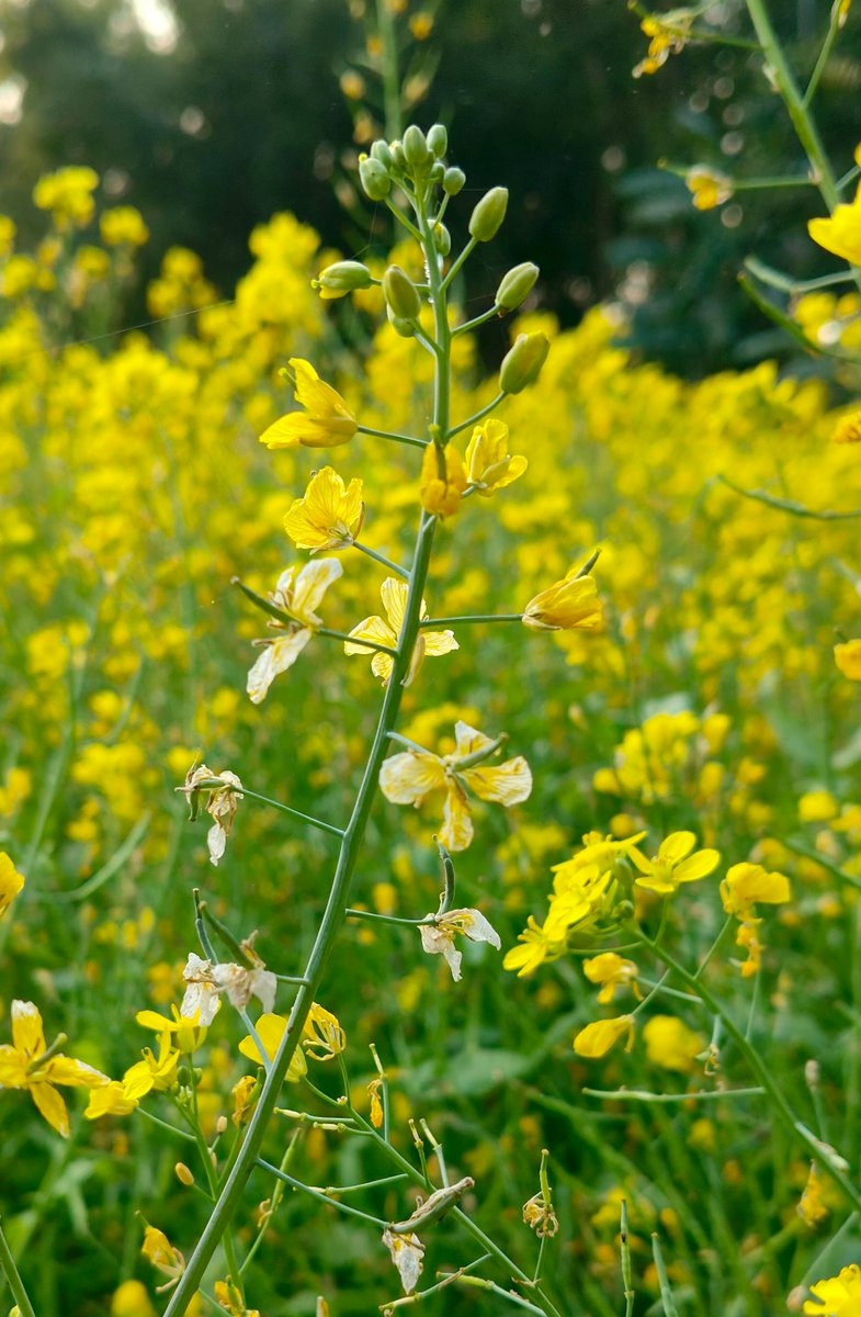 Aditya Pratap Singh tweet media