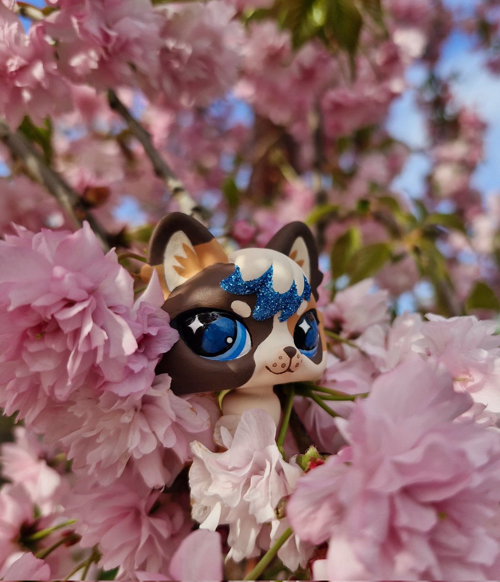 streyzhe's tweet image. ..meet my new character, Laffy 🌸🌿

#furry #fox #lps #littlestpetshop #ooak #custom
