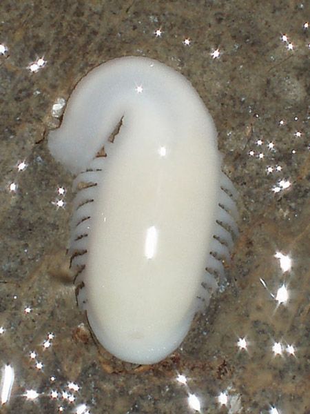 Paleo Curiosities tweet media