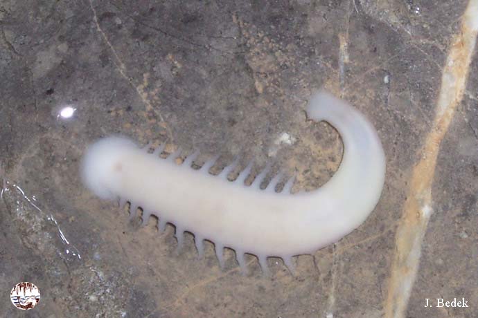 Paleo Curiosities tweet media