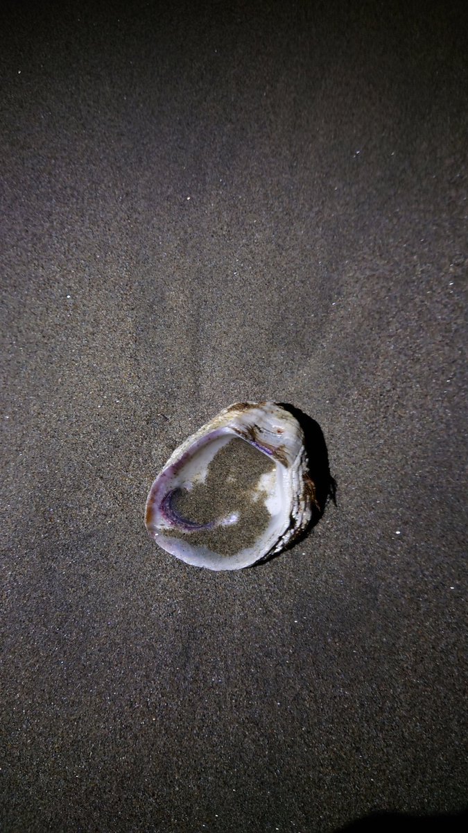 きむら tweet media