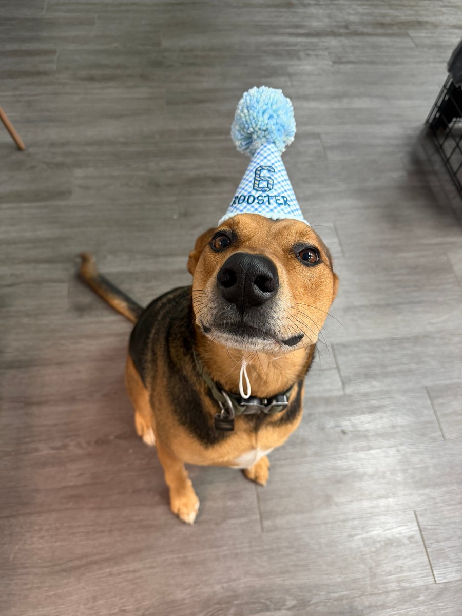 TruPrep's tweet photo. Rooster’s birthday party is officially underway! 🐾

He’s still not impressed with the hat, but he’s tolerating it. We’ve still got cake, so if you haven’t stopped by yet, there’s still time to stop by and say hello!

#truprep #shopdog #areyouready #worryfreetomorrow https://t.co/D6OAGheilB