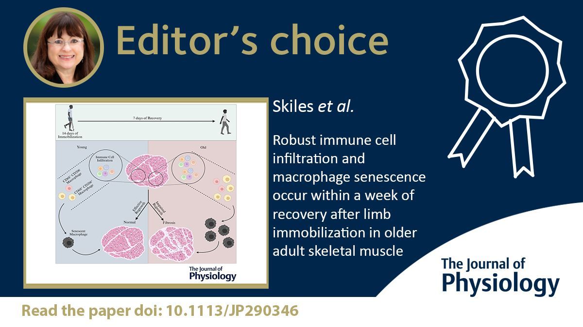 JPhysiol's tweet photo. 🎓️ EDITOR'S CHOICE🎓️ 

Skiles (@UofUPT) et al. show that an altered immune cell response and accumulation of senescent macrophages may disrupt tissue remodelling during recovery in aged muscle 🔬 

🔗 https://t.co/HHio7U9XNu https://t.co/lGdhFvb6cW