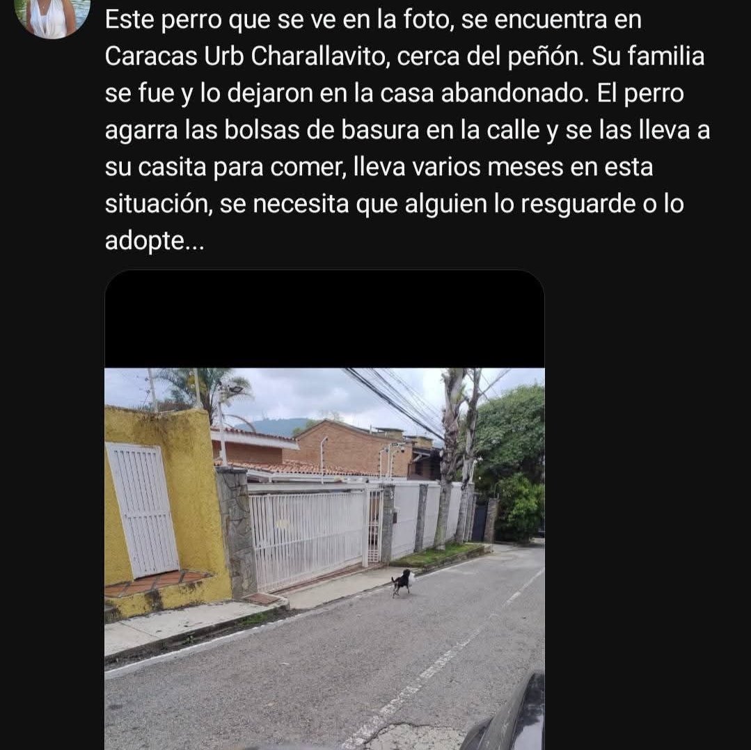 PerroUsuario Wof '•' tweet media