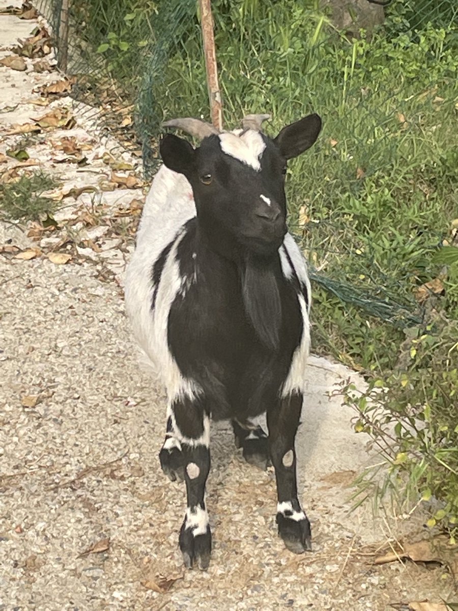 mafalda (@mafalda_233) on Twitter photo 