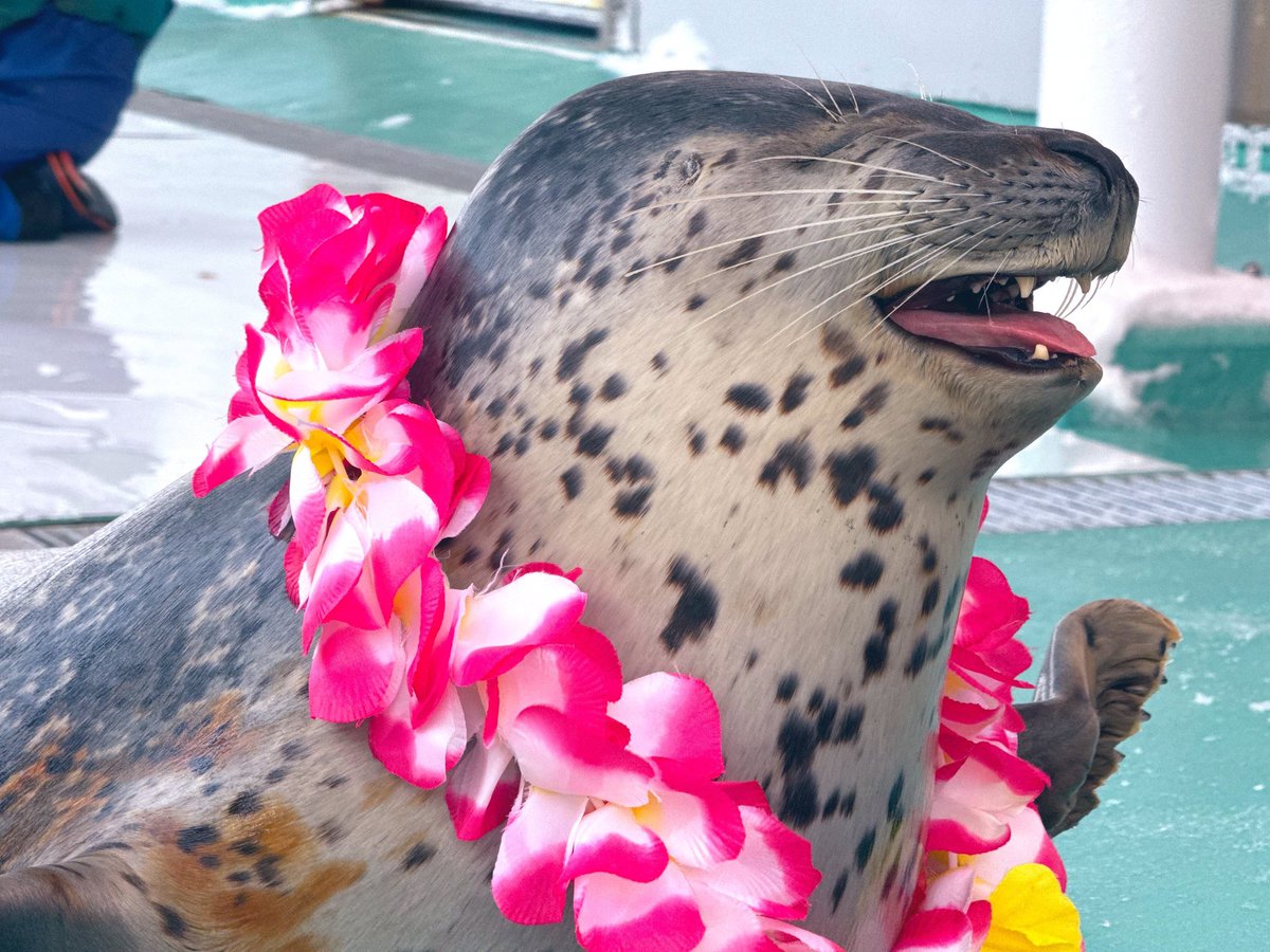 Cupertino tweet media