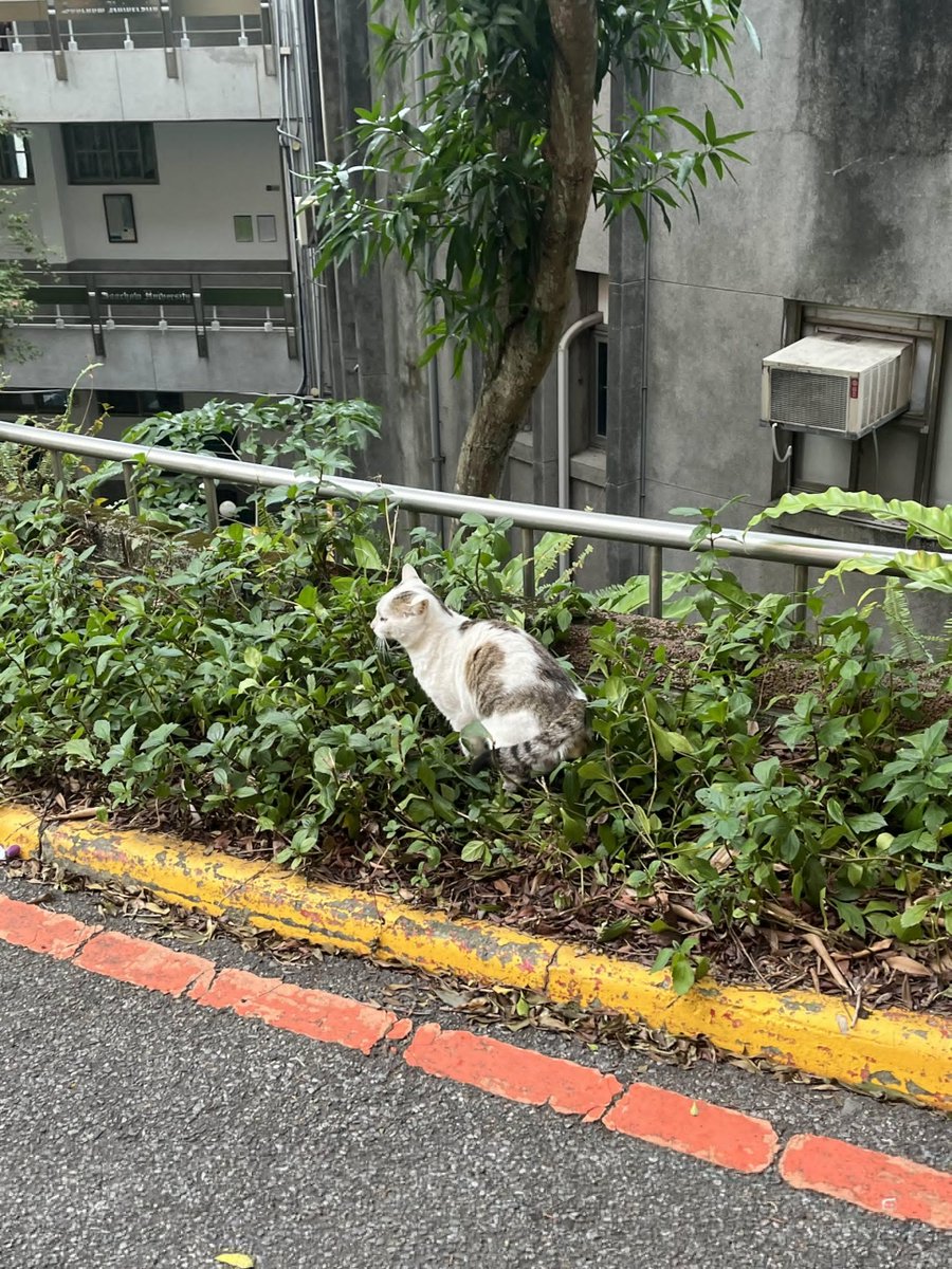 fhttled's tweet photo. 小さな世界を静かに見守る猫ちゃん https://t.co/MFDKDMwD3T