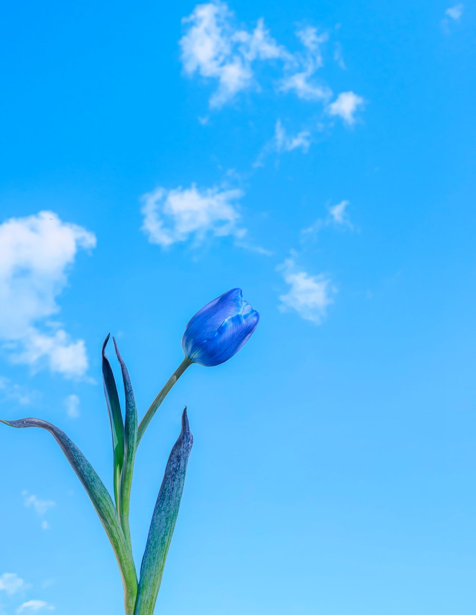 𝓣𝓱𝓮𝓑𝓵𝓸𝓼𝓼𝓸𝓶𝓢𝓽𝓾𝓭𝓲𝓸 tweet media