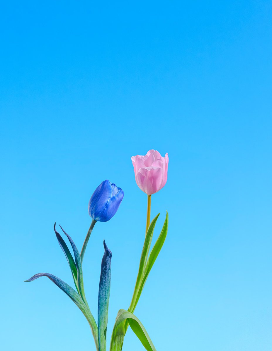 𝓣𝓱𝓮𝓑𝓵𝓸𝓼𝓼𝓸𝓶𝓢𝓽𝓾𝓭𝓲𝓸 tweet media