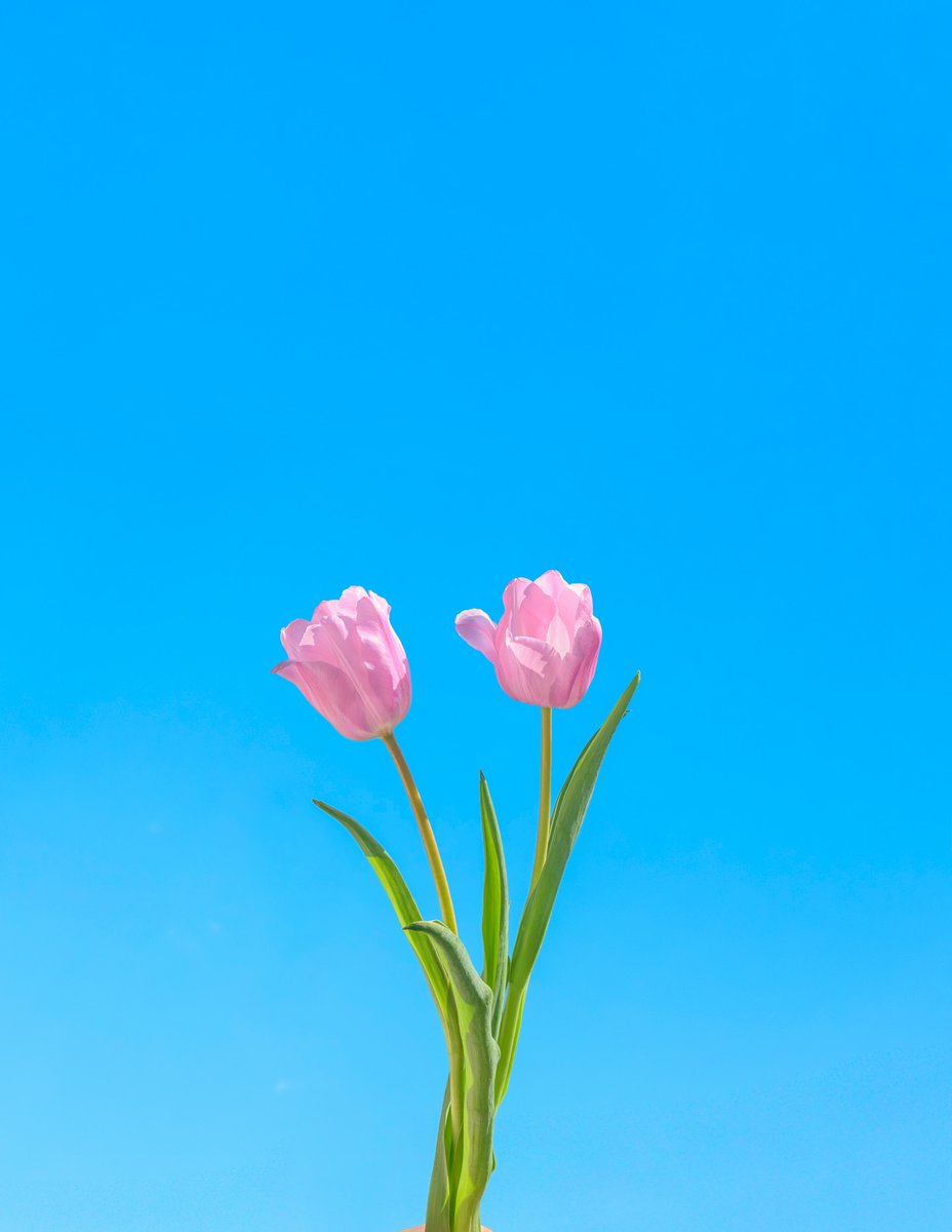 𝓣𝓱𝓮𝓑𝓵𝓸𝓼𝓼𝓸𝓶𝓢𝓽𝓾𝓭𝓲𝓸 tweet media