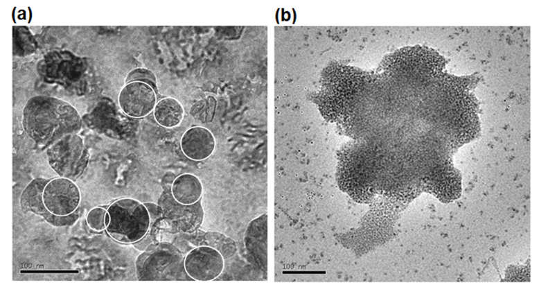 ASMicrobiology's tweet photo. In #JournalSpectrum: a comparative study of green & chemical synthesis of Cu₂O nanoparticles for antibacterial functionalization of textiles. These findings highlight the role of nanoparticle size & functionalization method in antimicrobial effectiveness. https://t.co/8OLX8Jld0B https://t.co/3liFxSvC8q