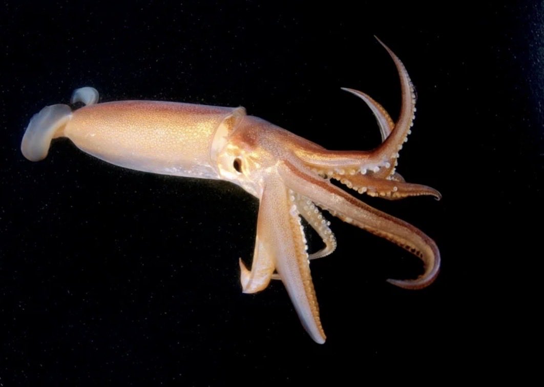 Cooper shackle tweet media