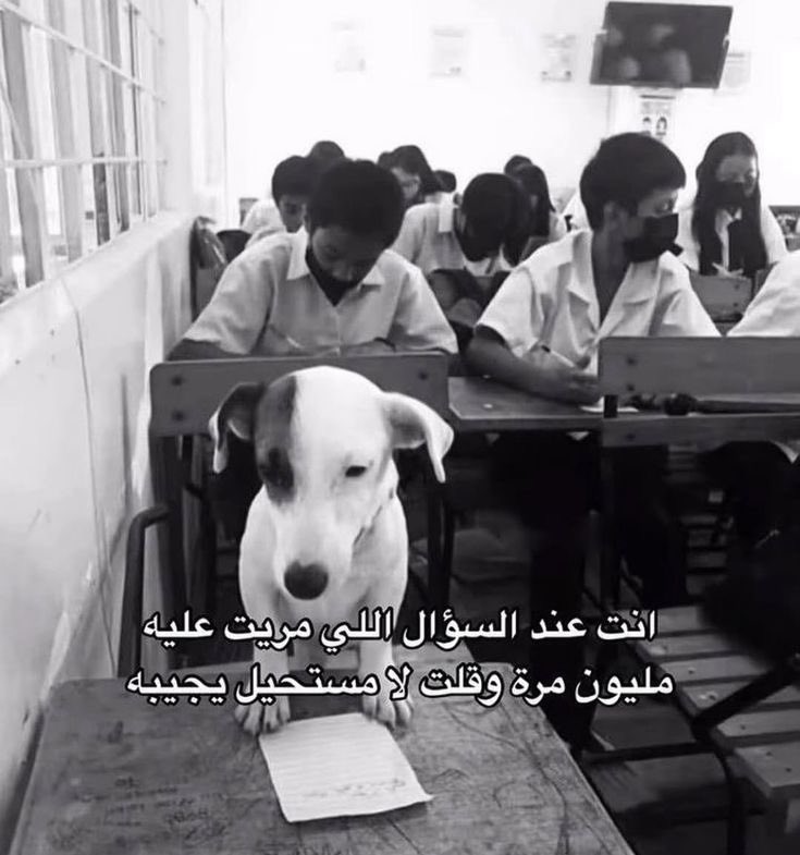 انس ماغيره tweet media