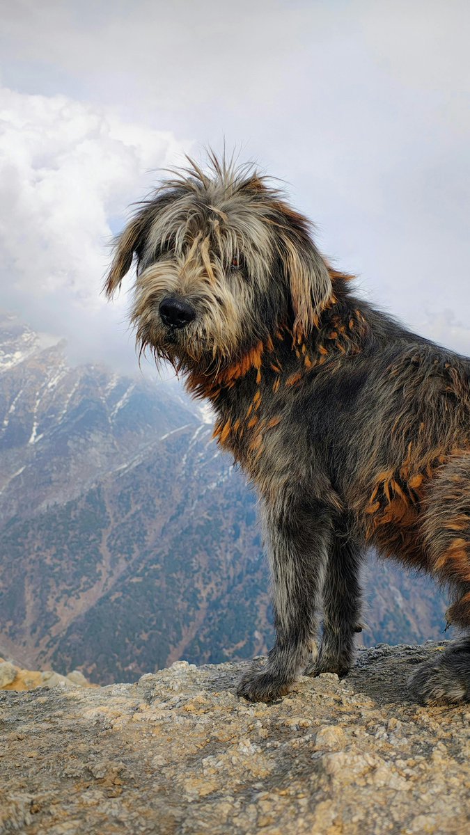 Samuel pedroza tweet media