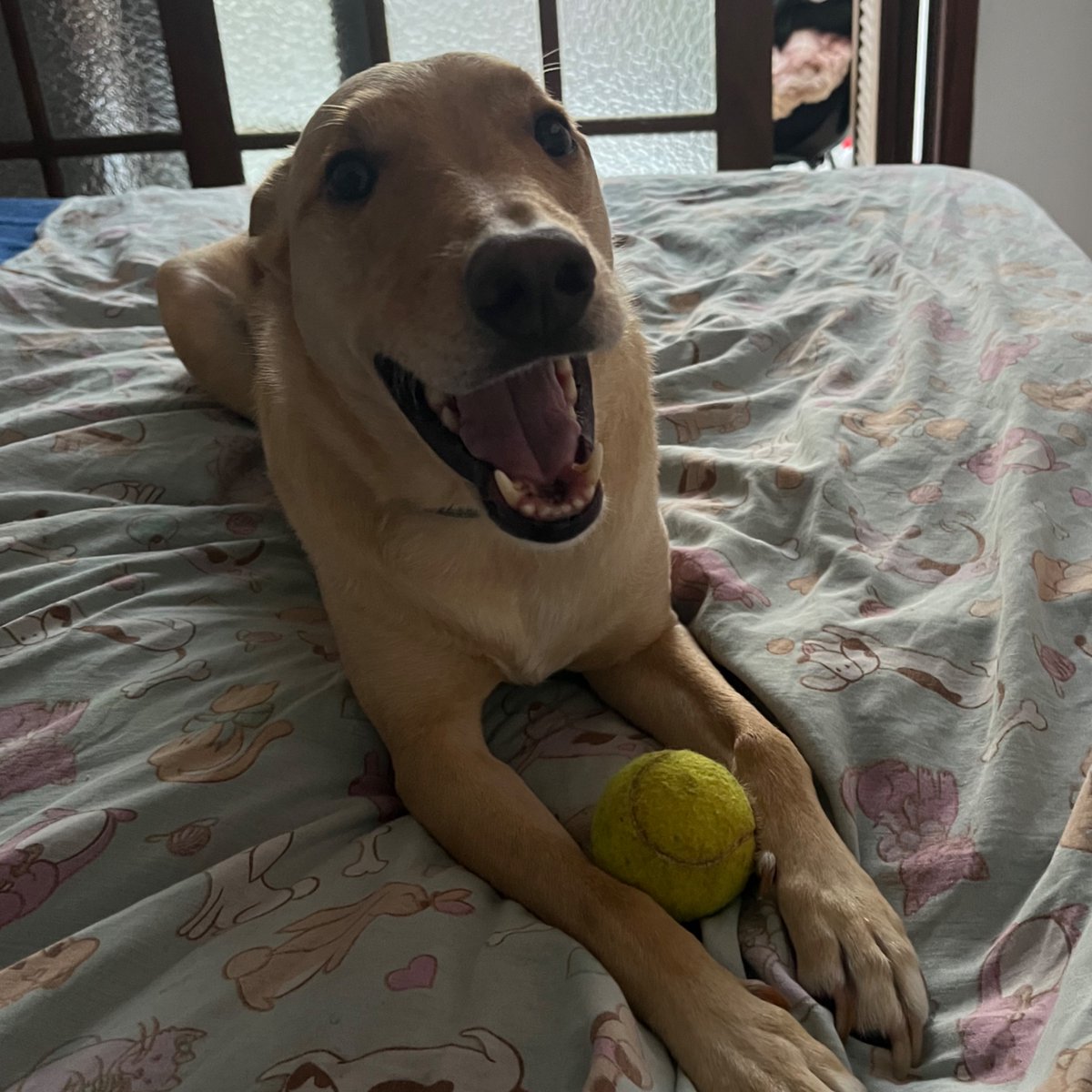 carolzão tweet media