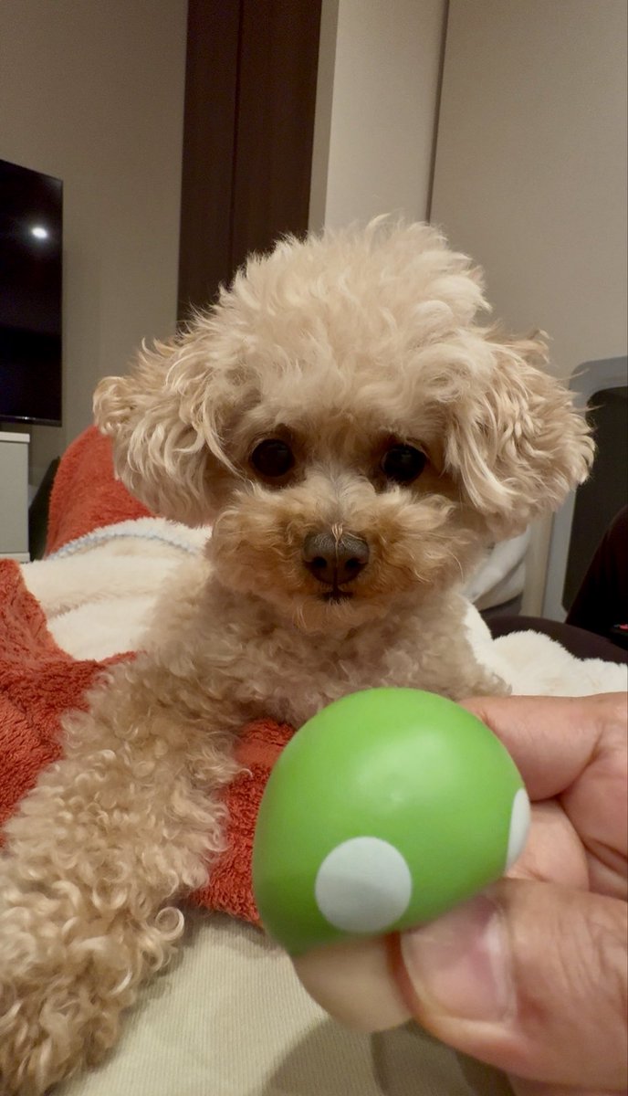 chocoperoro's tweet image. 夜な夜なおもちゃに真剣なおチョコ🍄🐶😆

#犬のいる暮らし 
#いぬすたぐらむ 
#poodle 
#doglife 
#おもちゃ