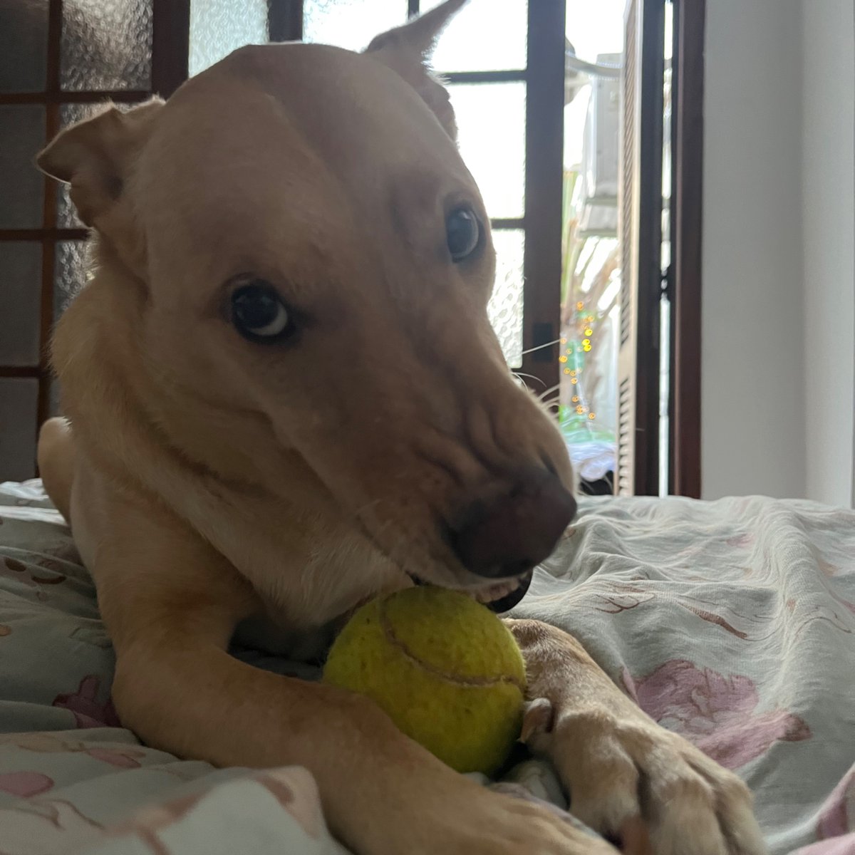 carolzão tweet media