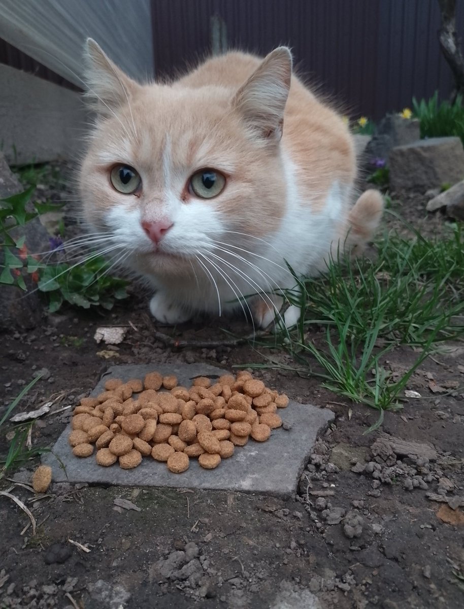 Розбита Бородянка tweet media