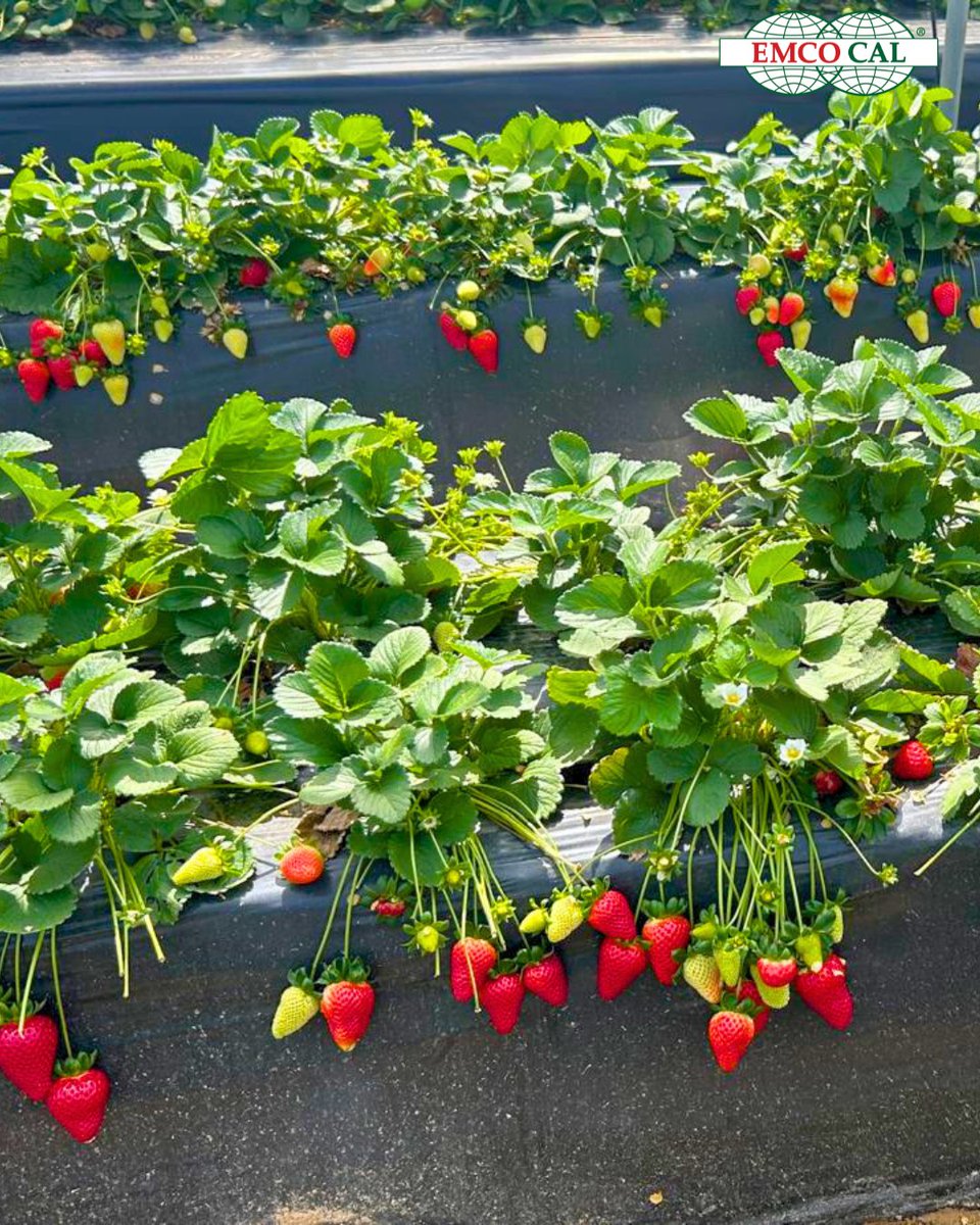 EMCO CAL tweet media