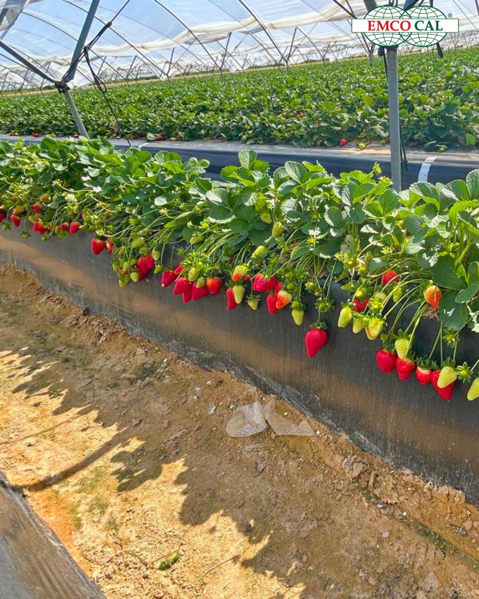 EMCO CAL tweet media