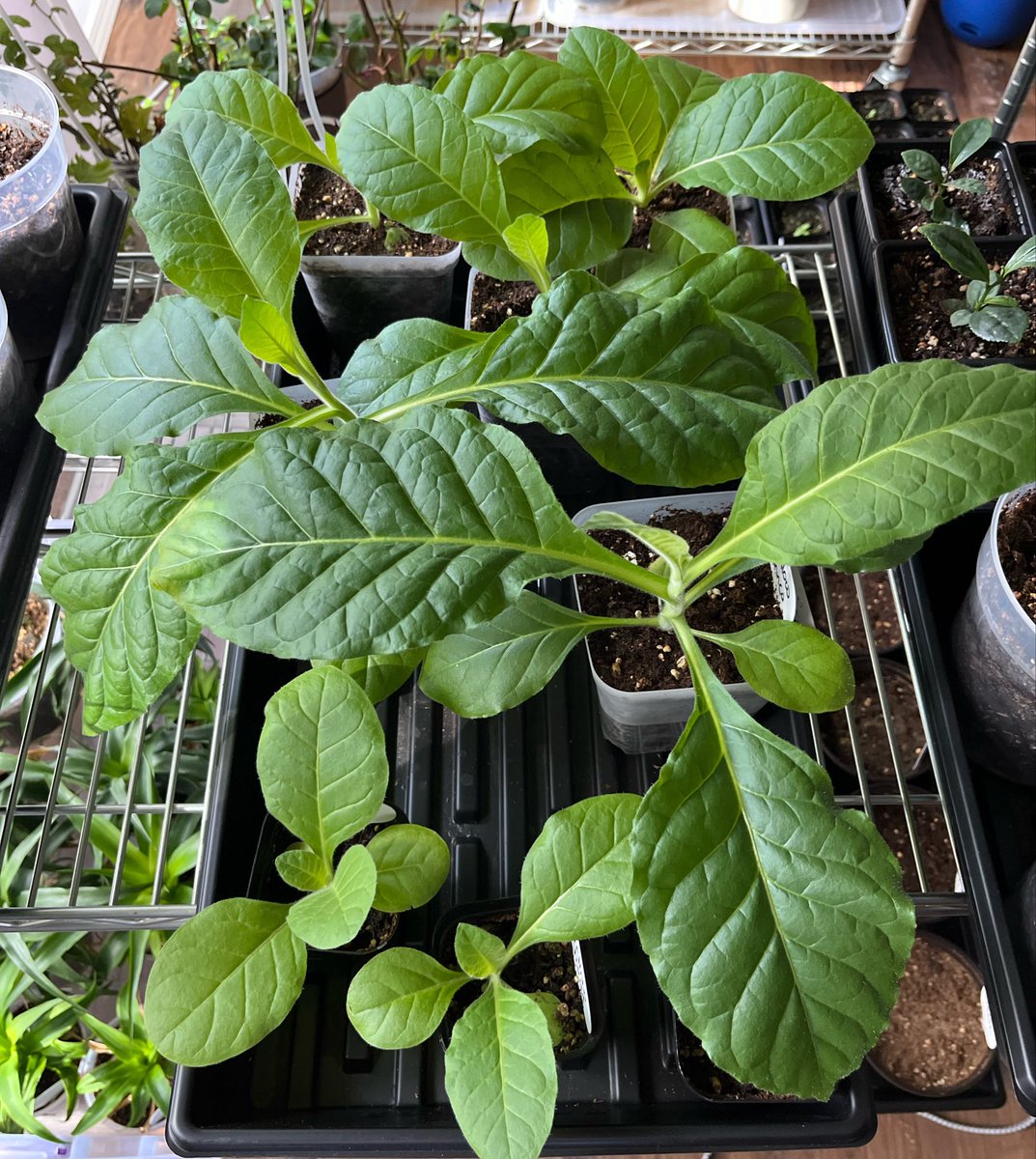 aly angel 🔮 tweet media