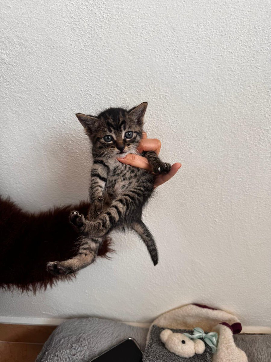 animallover tweet media