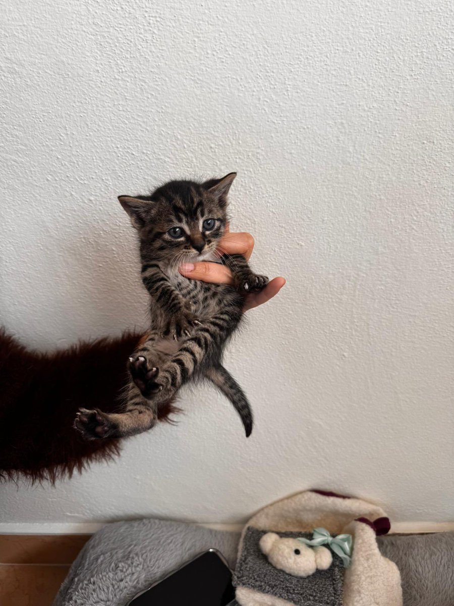 animallover tweet media