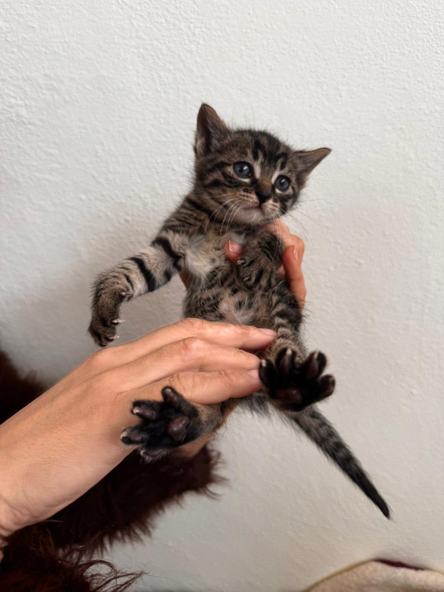 animallover tweet media