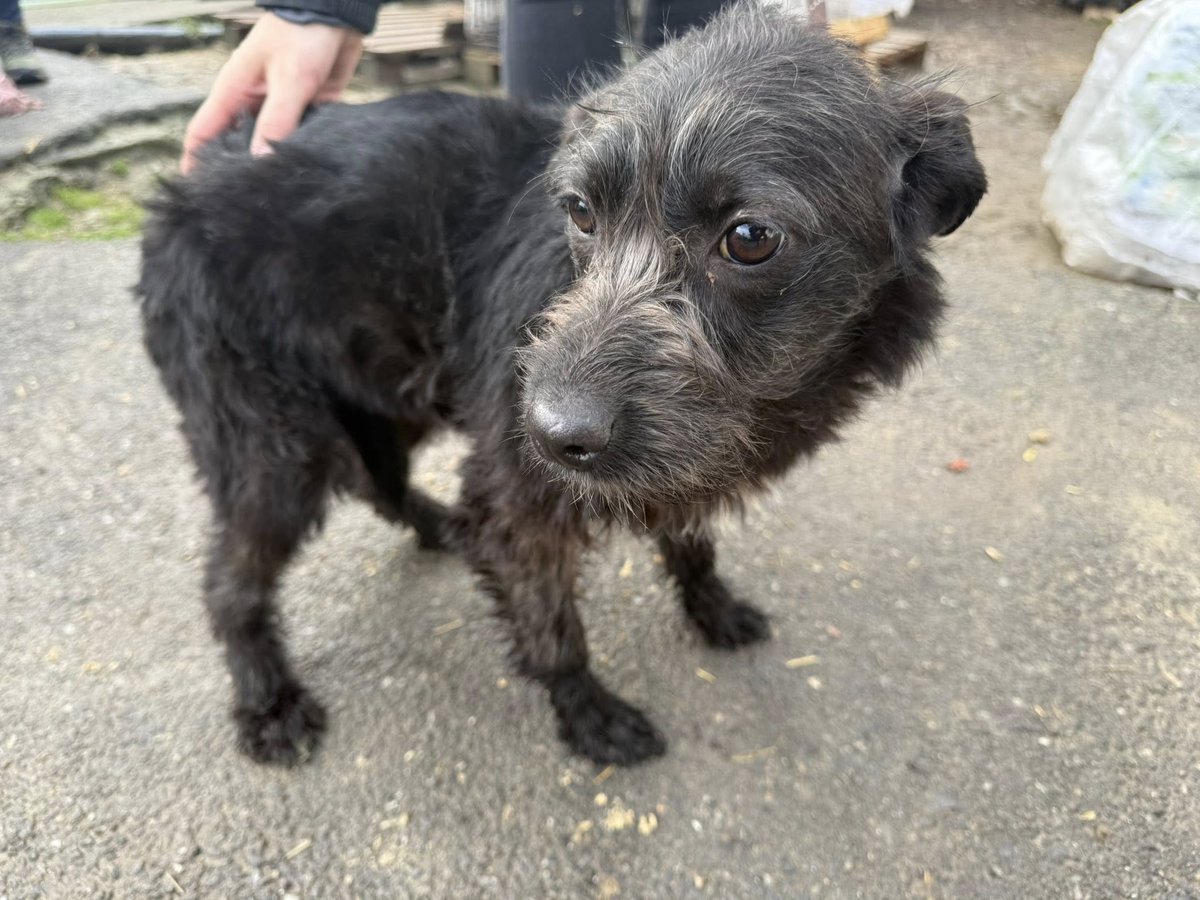 Romania

This little cutie is Ivy — another beautiful puppy who desperately needs a loving home 🐶
Ivy is full of curiosity and loves being part of the action.
All she wants is to be with people 💕
Let's find this girl a forever home 🏡

Apply: pawprints2freedom.co.uk/apply
