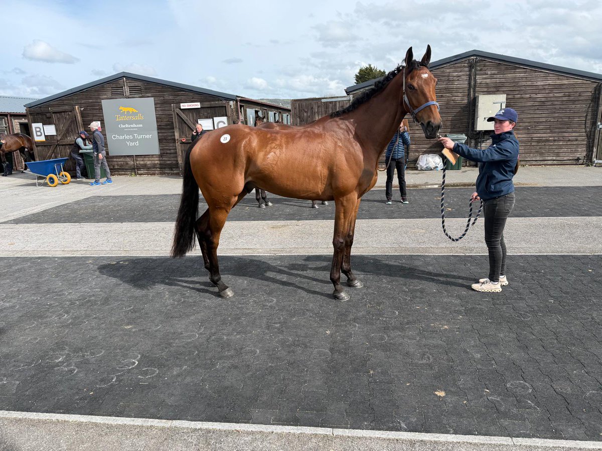 B_GDMN17's tweet photo. Welcome to the Good Stock, Idaho 🥰😍🤗 Delighted to have got him👏🏼💙🤎

You’ll be in great hands laddy at @FOBRacing see you soon! 🥕 
@fergalobrien07 @SalRandell https://t.co/iCzicjrL51