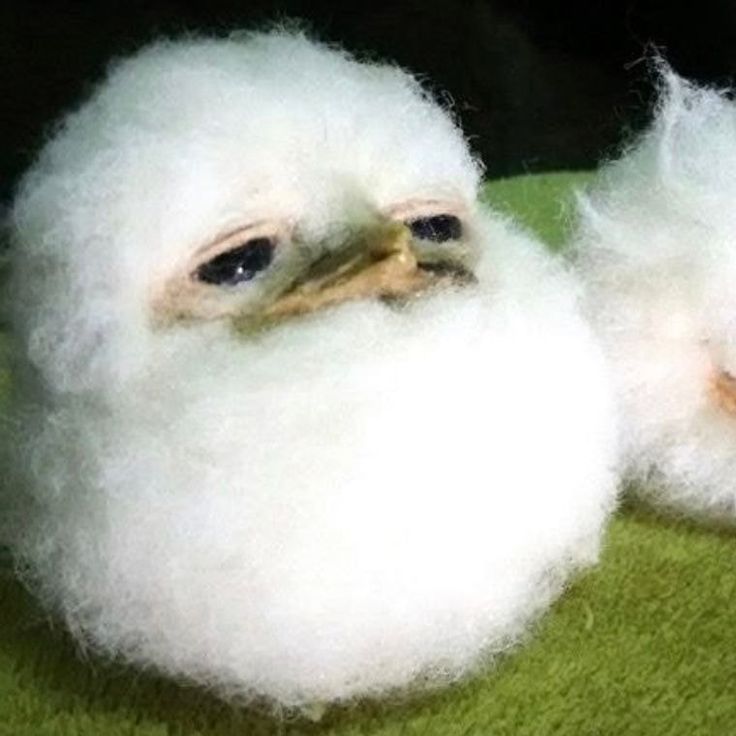 ⭑Kirbi⭑ tweet media