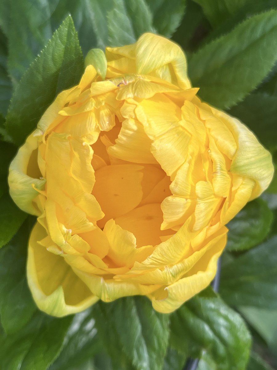 Jean Haines SWA tweet media