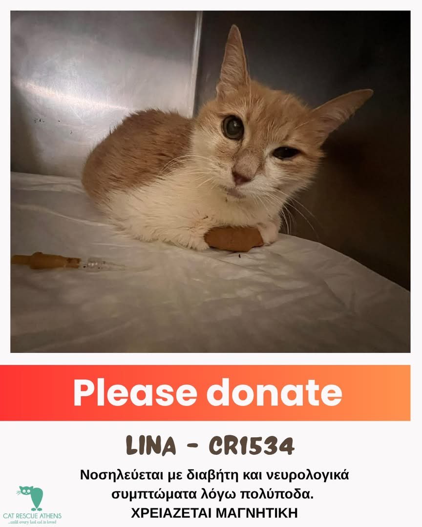 Cat Rescue Athens tweet media