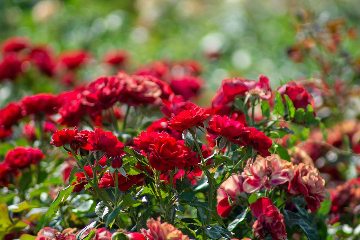 Porchita chawala tweet media