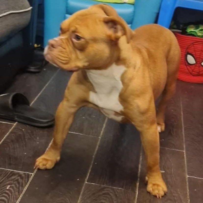 chris towers tweet media