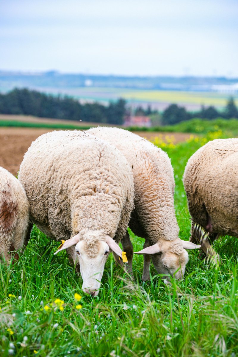 luis vinces tweet media