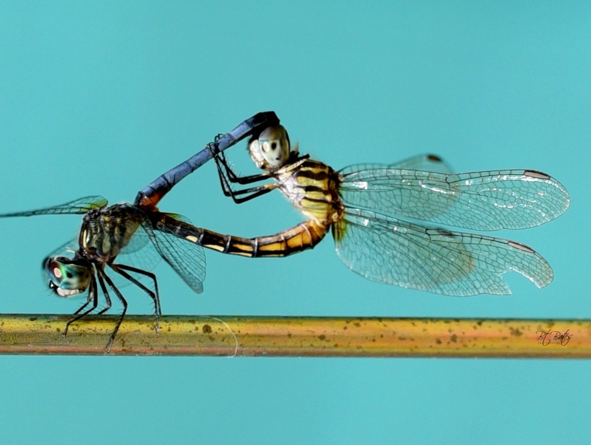bat52301's tweet image. Dragonfly teamwork 💙  

They even fly together in the classic ‘mating wheel’ position. 

The detail on their eyes and wings is incredible up close!  

Ever seen this dragonfly ritual?

#MacroPhotography