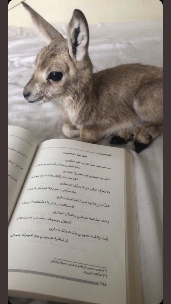 𝙱𝙰𝚁𝚄𝙳✖️ tweet media