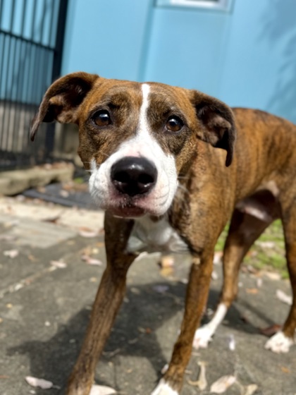 Louisiana SPCA tweet media