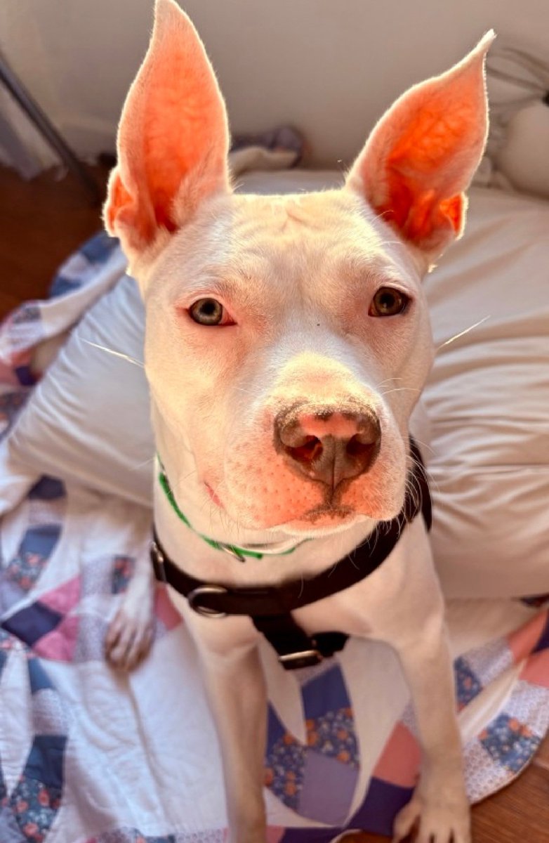 MorgFairsdogs's tweet image. Coconut Jelly 248843
Kill Command 
#NYCACC #RescueOnly 
She is a pretty 2 yr old
Highly social and treat motivated 
Struggling with increasing threshold for arousal 
Loves long walks 
Help save Coconut Jelly!
#Pledge4Rescue #foster #adopt