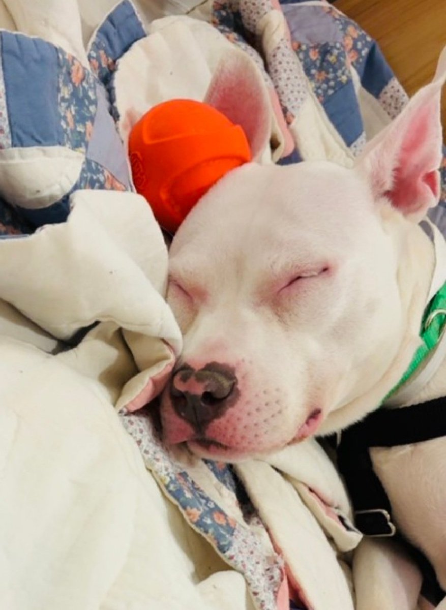 MorgFairsdogs's tweet image. Coconut Jelly 248843
Kill Command 
#NYCACC #RescueOnly 
She is a pretty 2 yr old
Highly social and treat motivated 
Struggling with increasing threshold for arousal 
Loves long walks 
Help save Coconut Jelly!
#Pledge4Rescue #foster #adopt