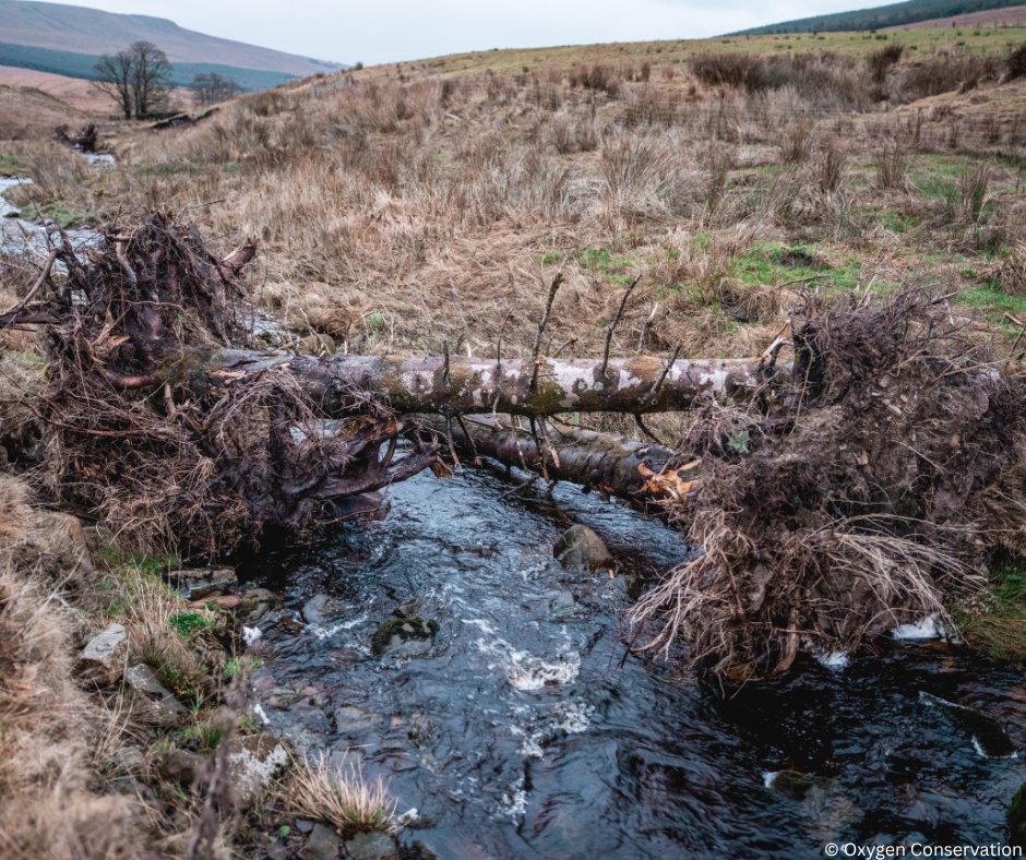 The Wild Trout Trust tweet media