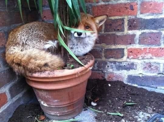 🍁 𝓣𝓱𝓮 𝓕𝓸𝔁 𝓛𝓲𝓯𝓮 🌾🦊 tweet media