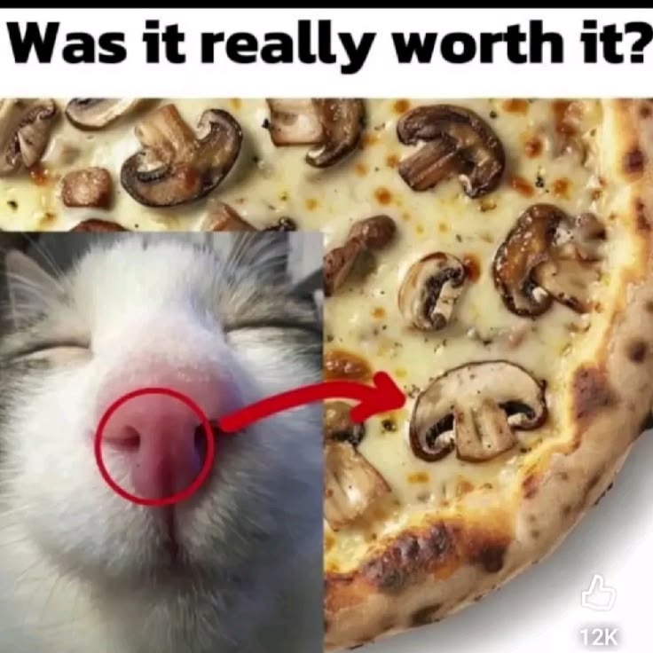 Beepkitty,, 🐈 (WitherKnight fan) tweet media