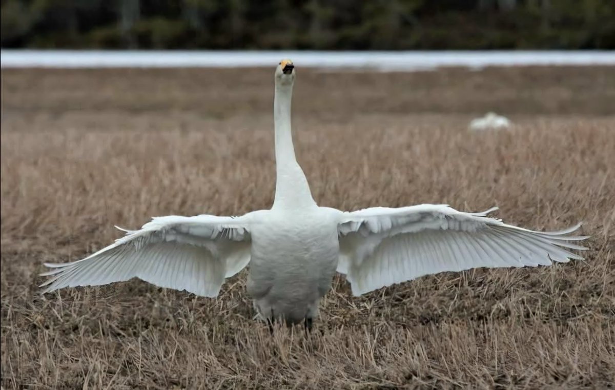 PHatunen's tweet image. Hyvää torstai-iltaa. 
Have a fine evening.
#birds #swan #Finland