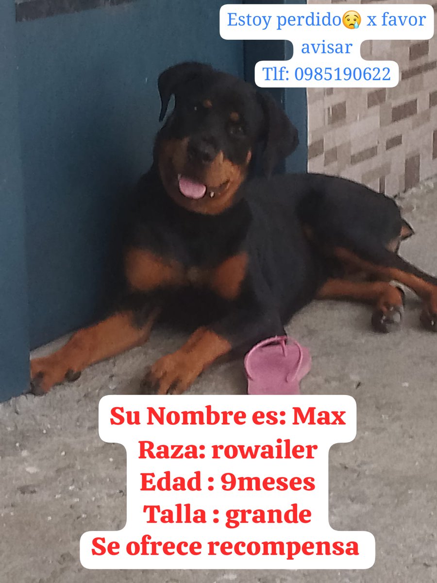 Alerta me perdi tweet media