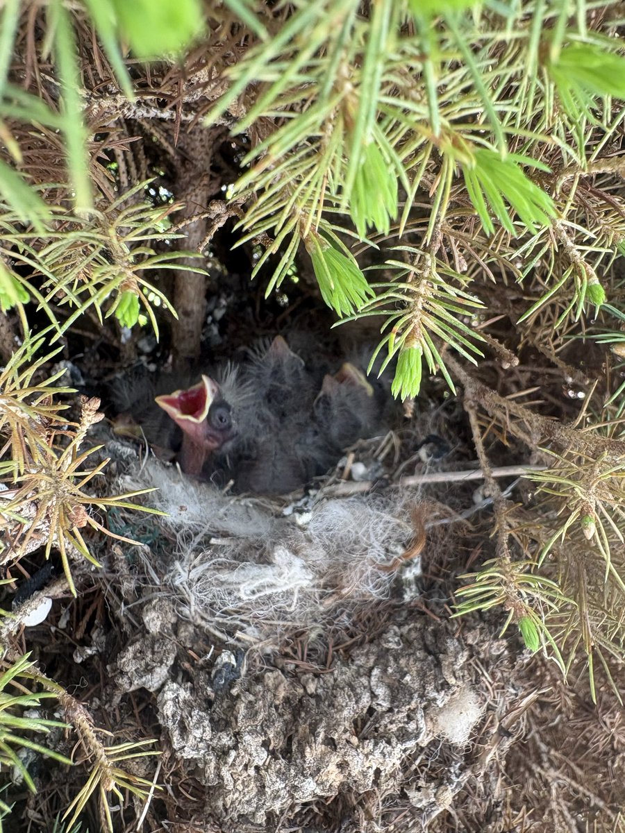 🍓💎StrawMeaniexMoon👐🌙 tweet media