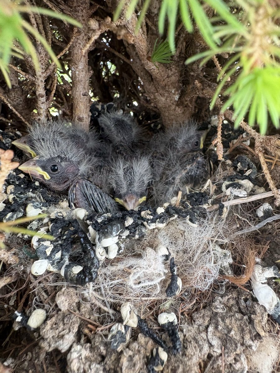 🍓💎StrawMeaniexMoon👐🌙 tweet media