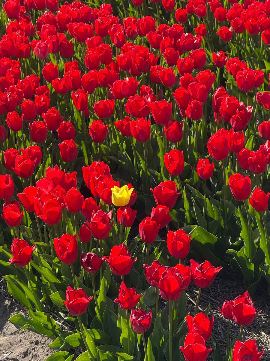 KataKata86's tweet image. Found tulip fields not too far from the house . Loving the colours of spring. And in a world of red tulips, May i standbold like that yellow tulip. #Netherlands #Springhassprung #Spring #tulips